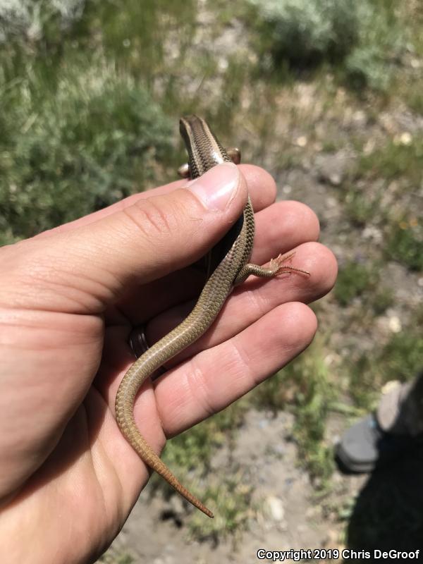 Gilbert's Skink (Plestiodon gilberti)