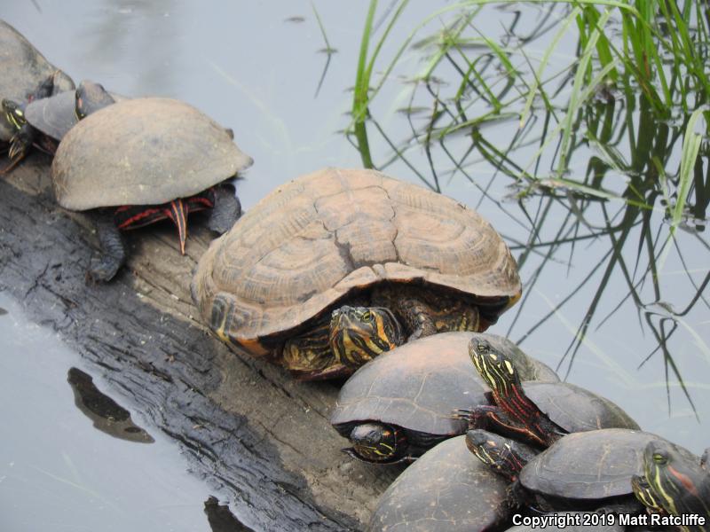 Yellow-bellied Slider (Trachemys scripta scripta)