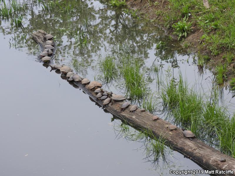 Eastern Painted Turtle (Chrysemys picta picta)