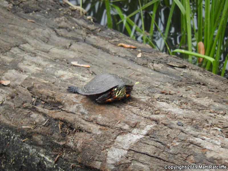 Eastern Painted Turtle (Chrysemys picta picta)