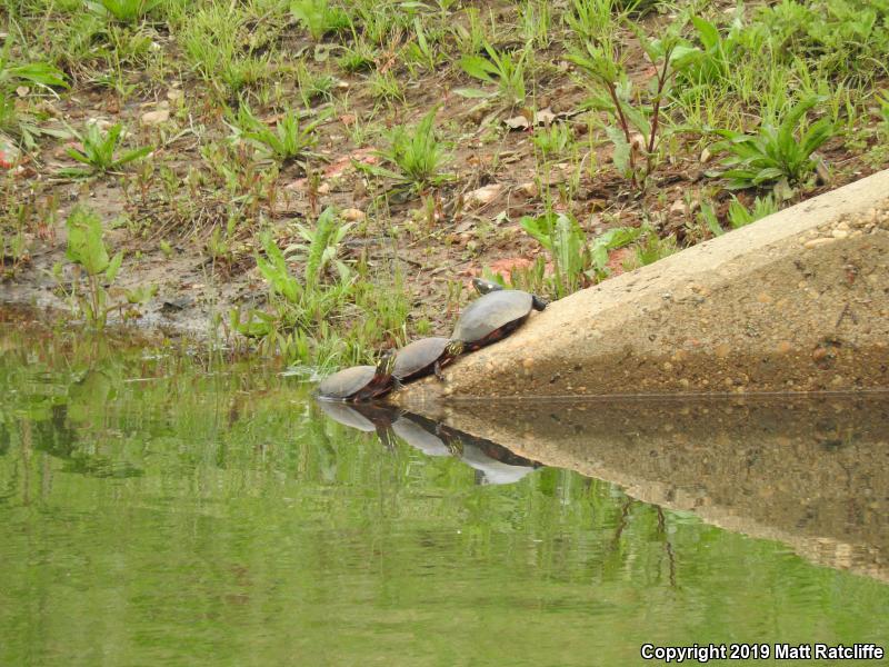 Eastern Painted Turtle (Chrysemys picta picta)