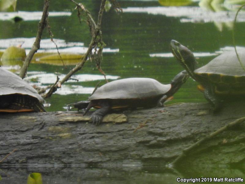 Eastern Painted Turtle (Chrysemys picta picta)