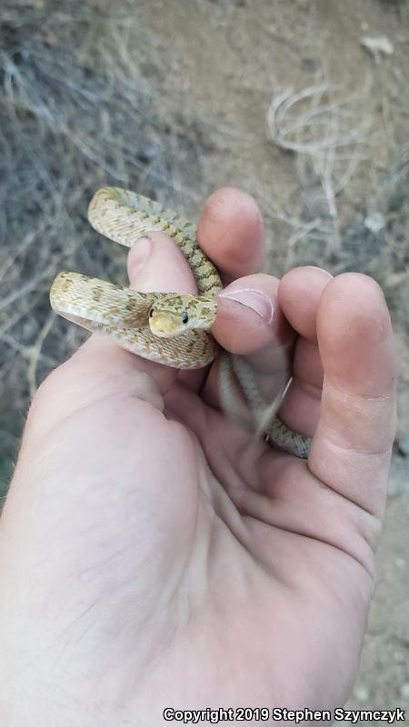 Green Ratsnake (Senticolis triaspis intermedia)