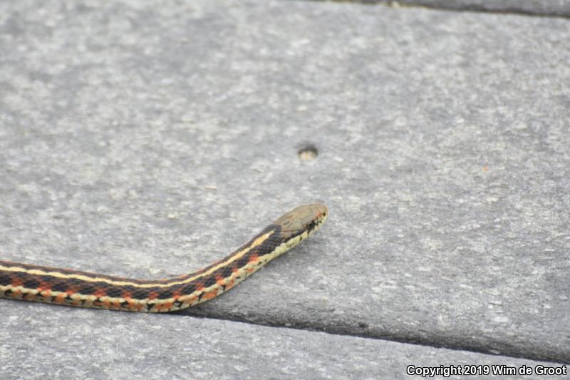 Coast Gartersnake (Thamnophis elegans terrestris)