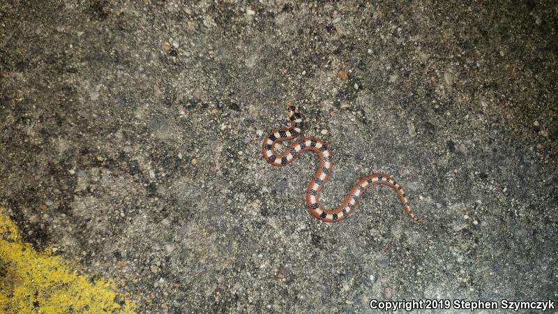 Thornscrub Hook-nosed Snake (Gyalopion quadrangulare)