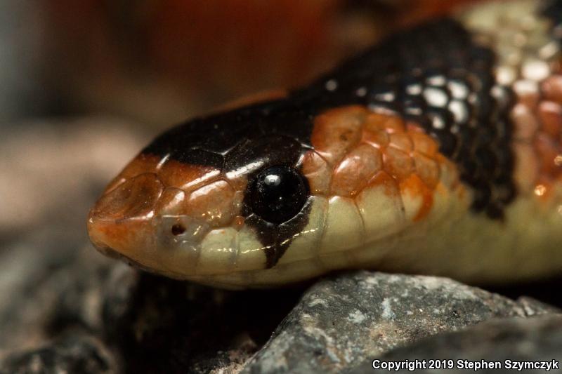 Thornscrub Hook-nosed Snake (Gyalopion quadrangulare)