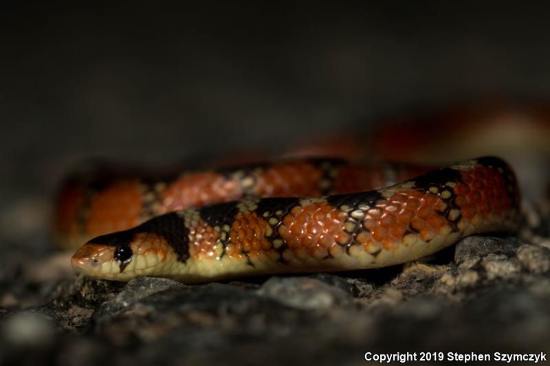 Thornscrub Hook-nosed Snake (Gyalopion quadrangulare)