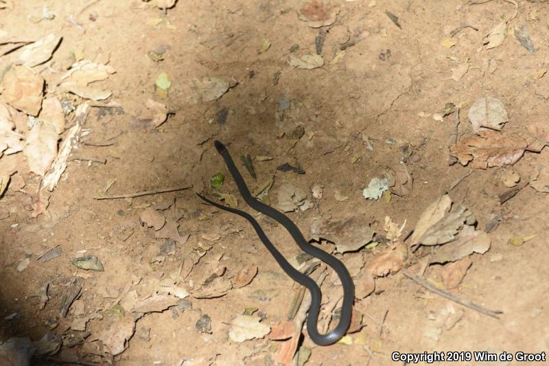 Pacific Ring-necked Snake (Diadophis punctatus amabilis)