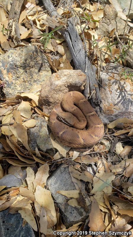 Arizona Ridge-nosed Rattlesnake (Crotalus willardi willardi)