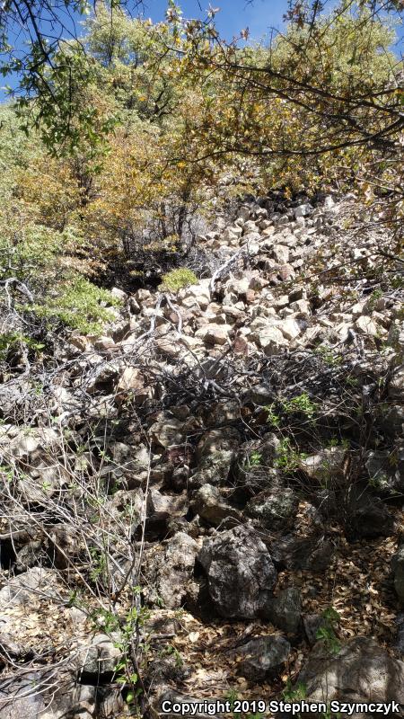 Arizona Ridge-nosed Rattlesnake (Crotalus willardi willardi)