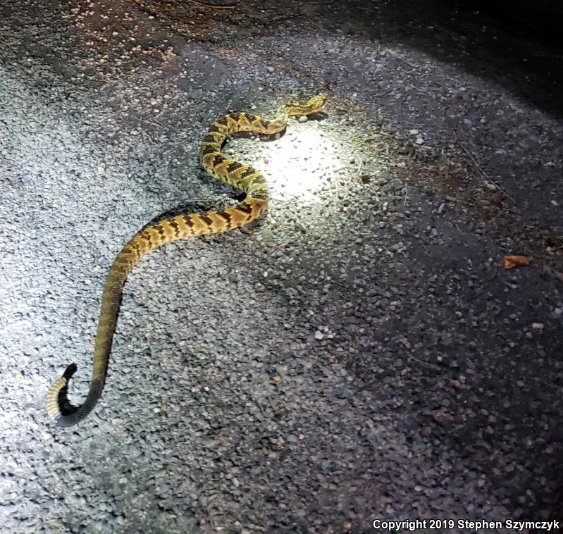 Tontonacan Rattlesnake (Crotalus totonacus)