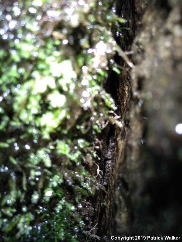 Mount Lyell Salamander (Hydromantes platycephalus)