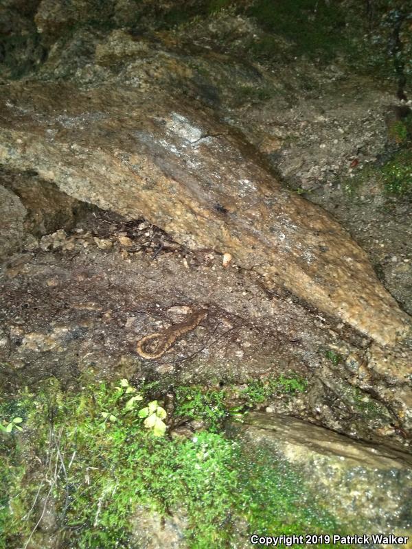 Mount Lyell Salamander (Hydromantes platycephalus)