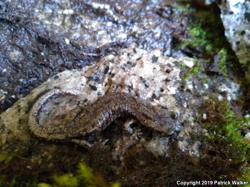 Mount Lyell Salamander (Hydromantes platycephalus)