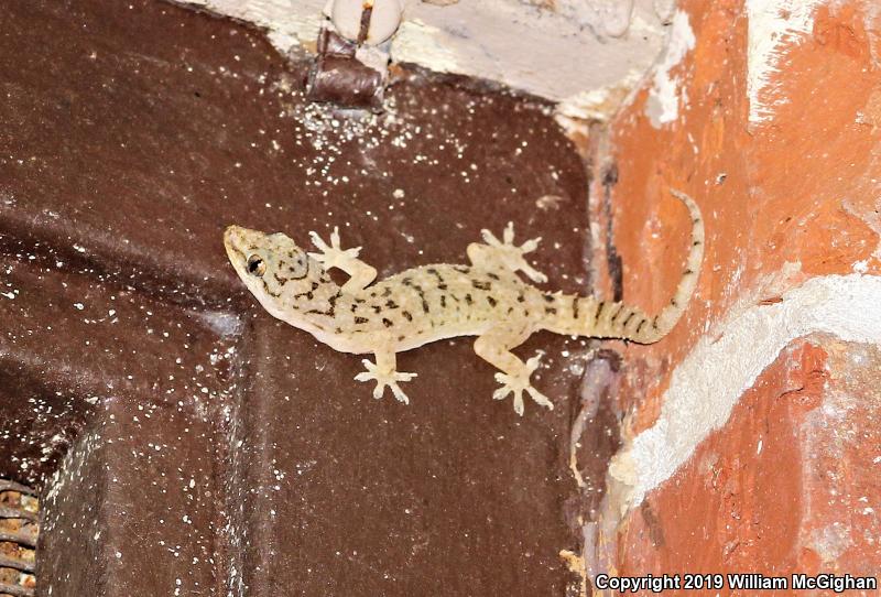 Sri Lankan House Gecko (Hemidactylus parvimaculatus)