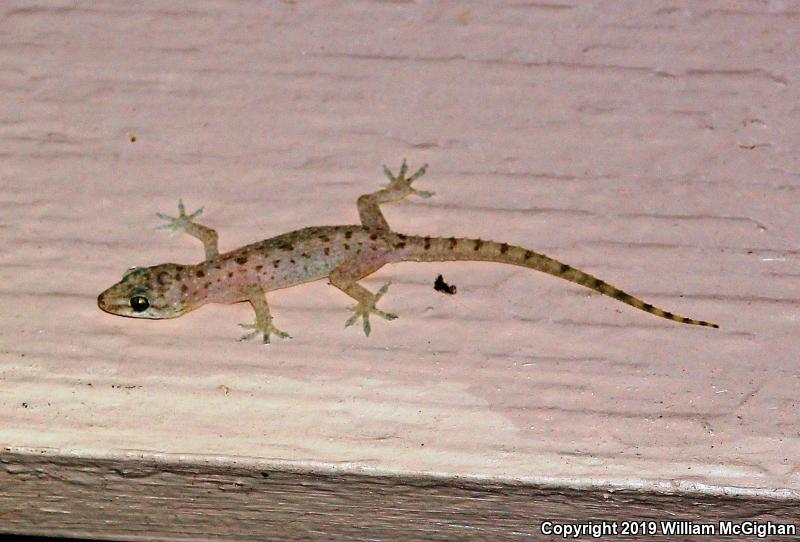 Sri Lankan House Gecko (Hemidactylus parvimaculatus)