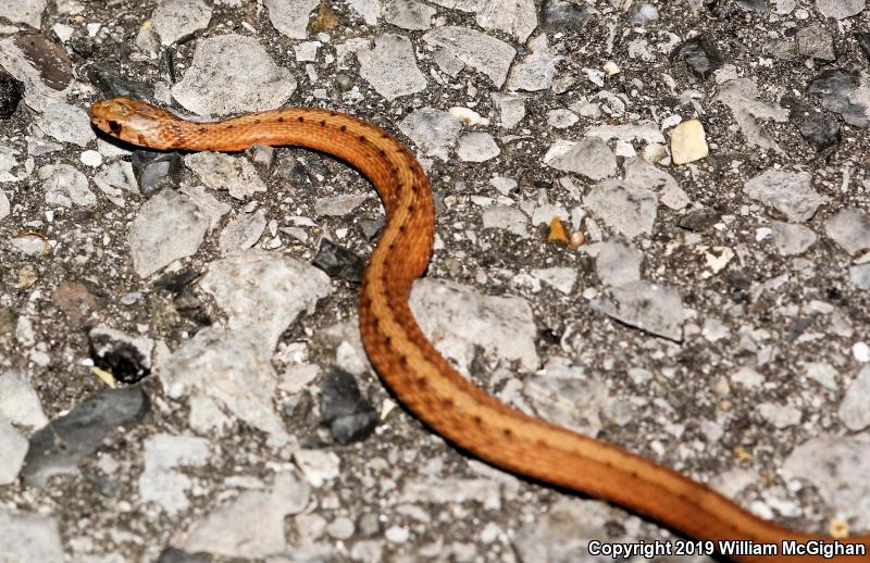 Marsh Brownsnake (Storeria dekayi limnetes)