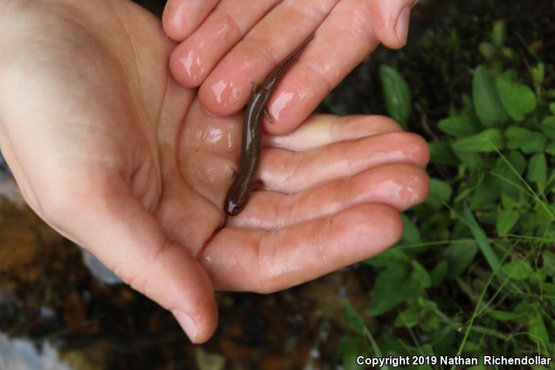 Blue Ridge Red Salamander (Pseudotriton ruber nitidus)