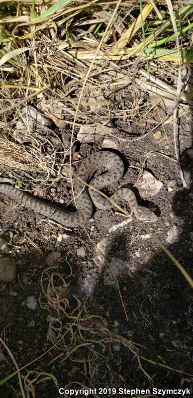 Eastern Twin-spottd Rattlesnake (Crotalus pricei miquihuanus)