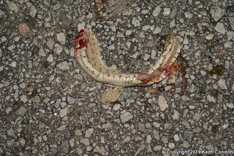 Colorado Desert Sidewinder (Crotalus cerastes laterorepens)