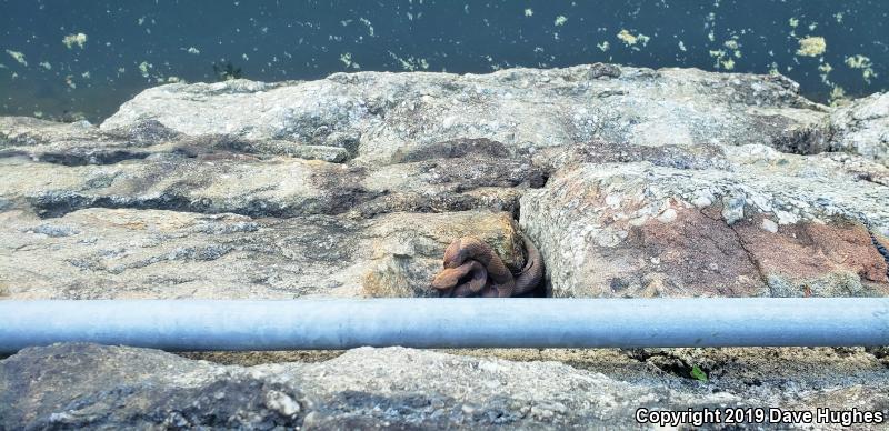 Northern  Copperhead (Agkistrodon contortrix mokasen)