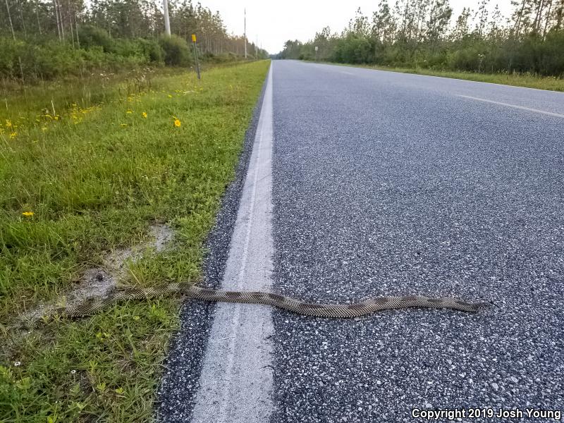 Apalachicola Kingsnake (Lampropeltis getula meansi)