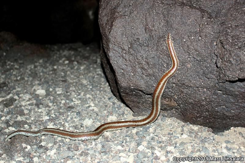 Desert Rosy Boa (Lichanura trivirgata gracia)