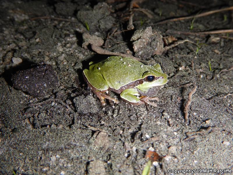 Pine Barrens Treefrog (Hyla andersonii)