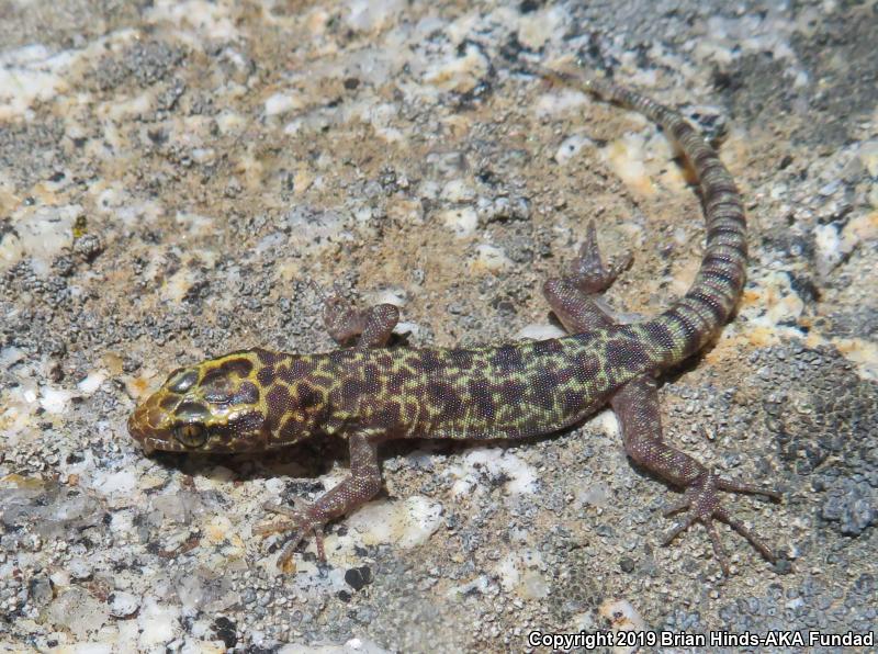 Granite Night Lizard (Xantusia henshawi)