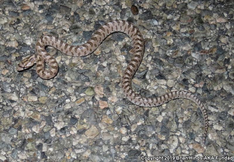 California Glossy Snake (Arizona elegans occidentalis)