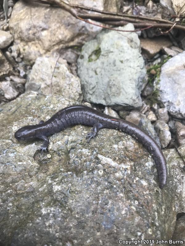 Streamside Salamander (Ambystoma barbouri)