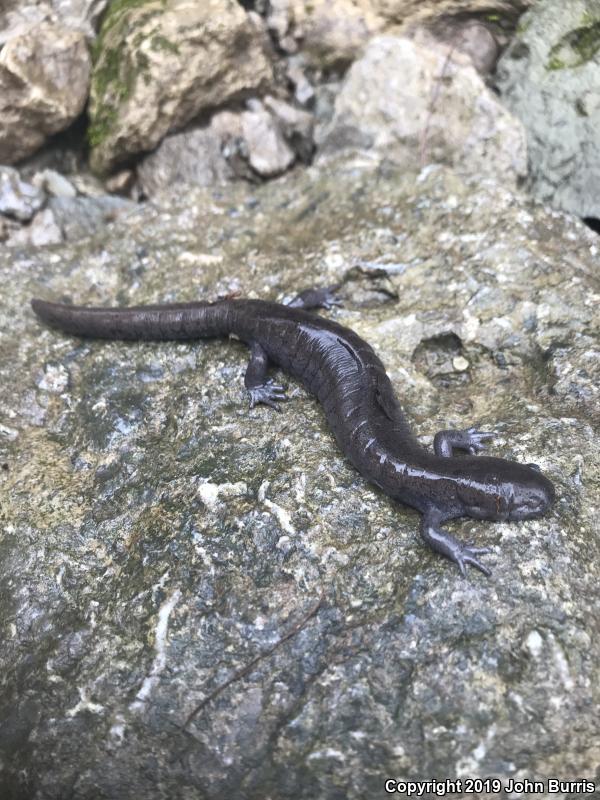 Streamside Salamander (Ambystoma barbouri)