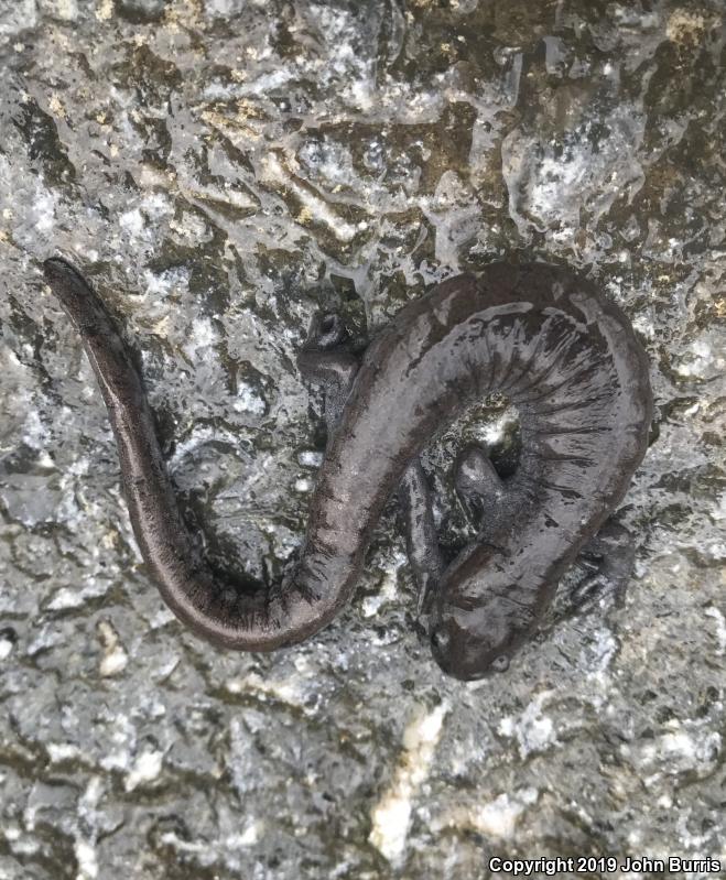 Streamside Salamander (Ambystoma barbouri)