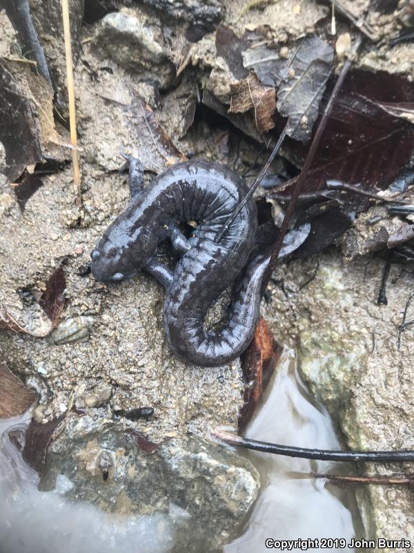 Streamside Salamander (Ambystoma barbouri)