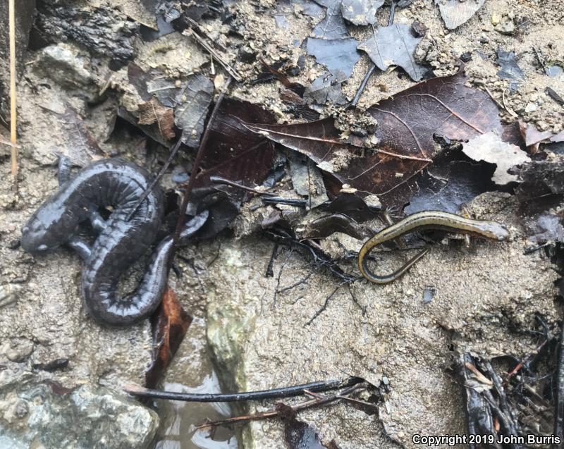 Streamside Salamander (Ambystoma barbouri)