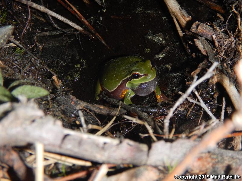 Pine Barrens Treefrog (Hyla andersonii)