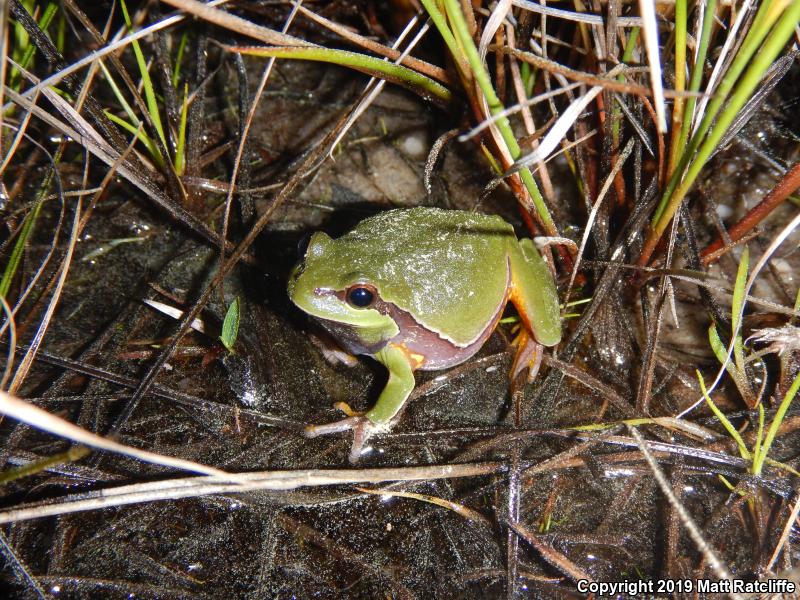 Pine Barrens Treefrog (Hyla andersonii)