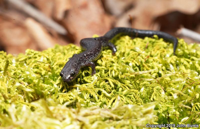 Northern Ravine Salamander (Plethodon electromorphus)