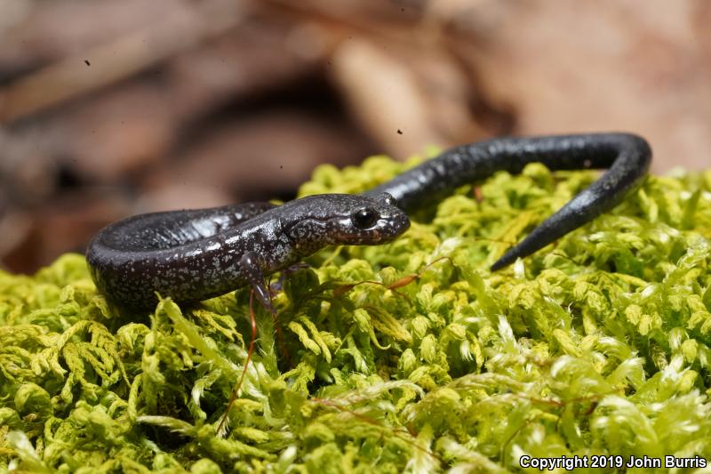 Northern Ravine Salamander (Plethodon electromorphus)