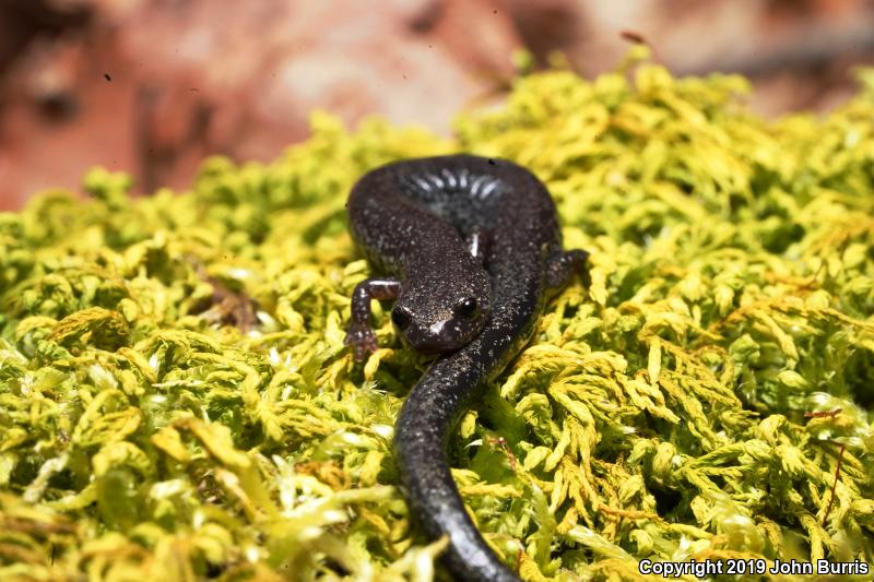 Northern Ravine Salamander (Plethodon electromorphus)