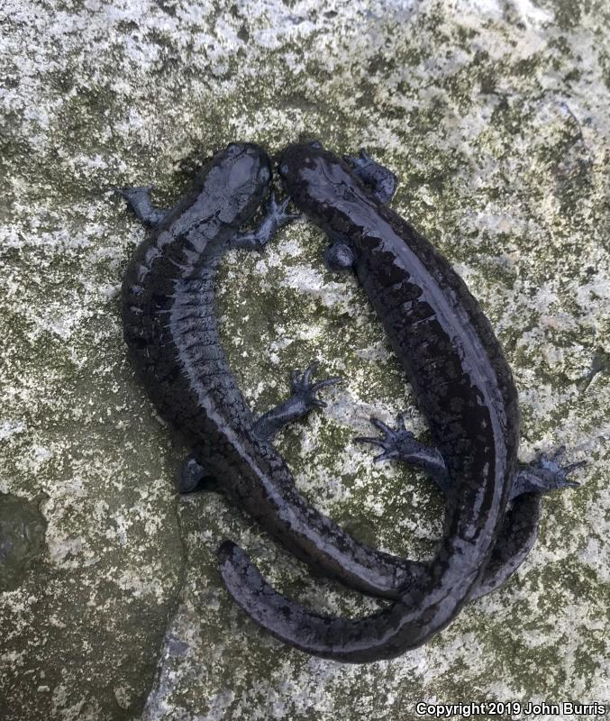 Streamside Salamander (Ambystoma barbouri)