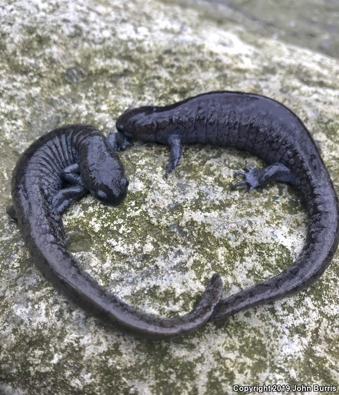 Streamside Salamander (Ambystoma barbouri)