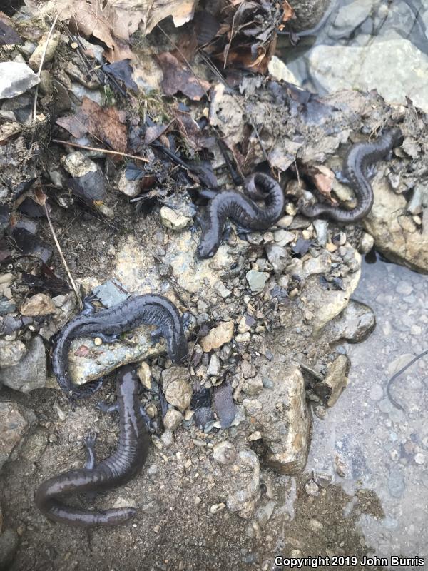 Streamside Salamander (Ambystoma barbouri)