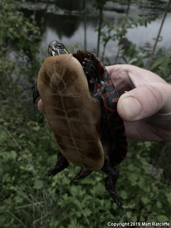 Eastern Painted Turtle (Chrysemys picta picta)