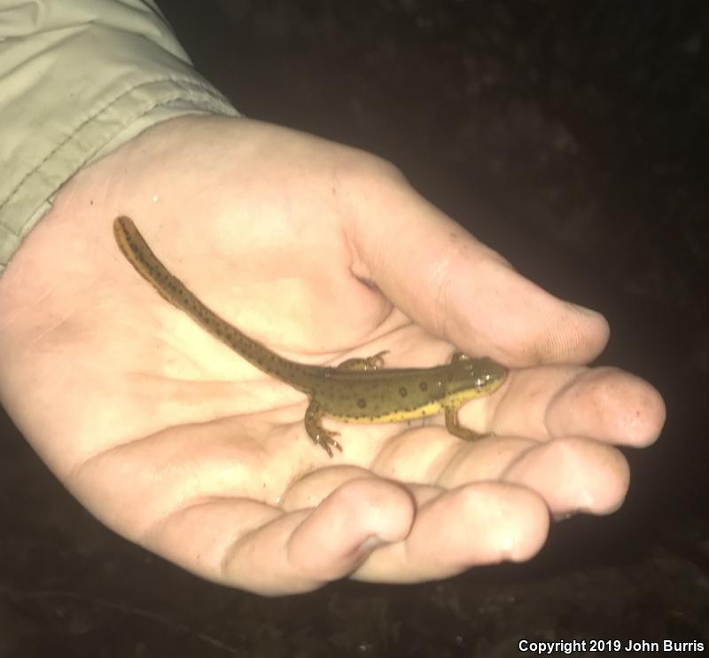 Red-Spotted Newt (Notophthalmus viridescens viridescens)