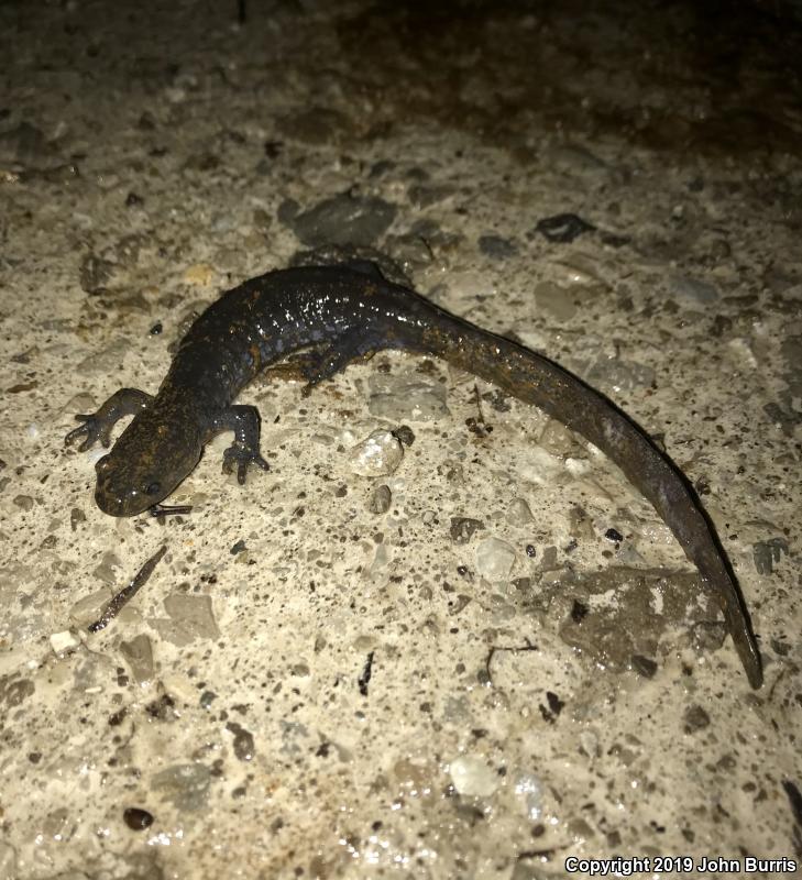 Jefferson Salamander (Ambystoma jeffersonianum)