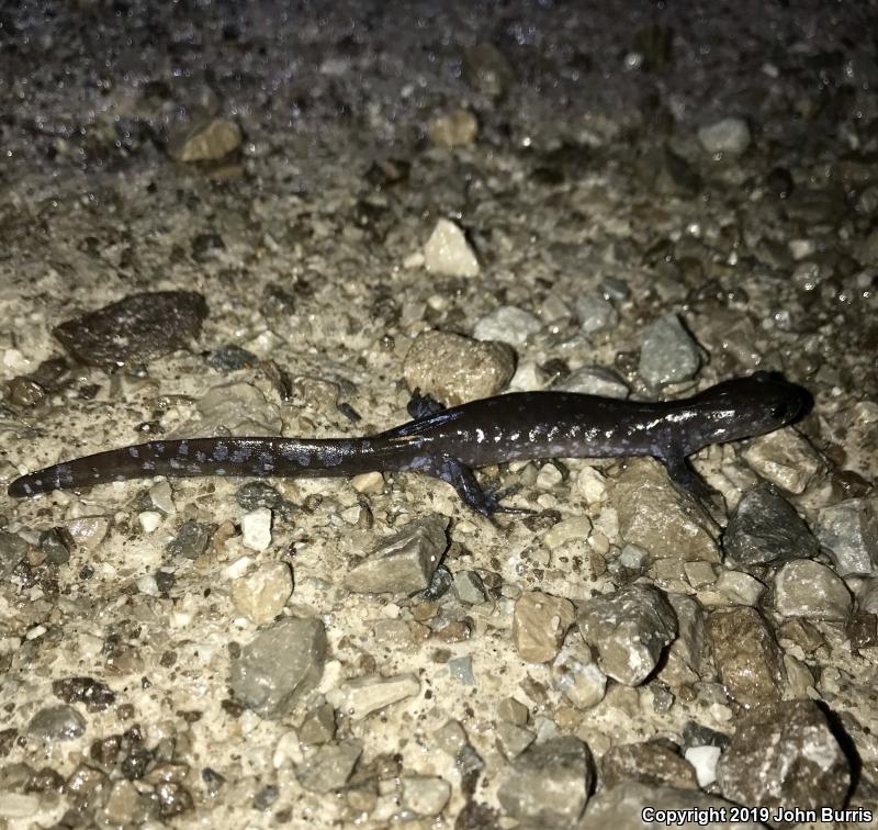 Jefferson Salamander (Ambystoma jeffersonianum)