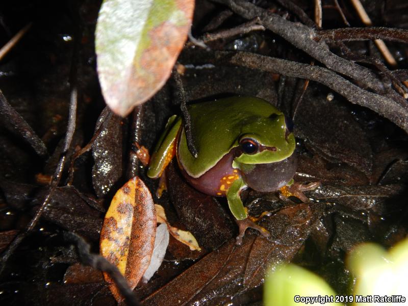 Pine Barrens Treefrog (Hyla andersonii)