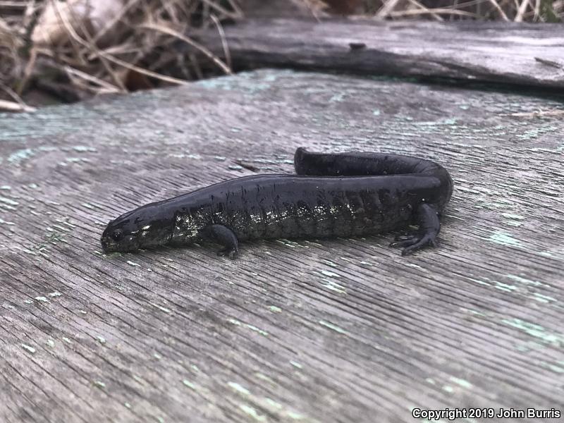 Small-mouthed Salamander (Ambystoma texanum)