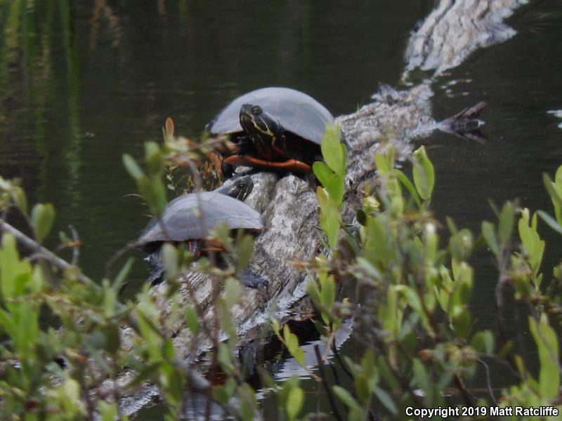 Eastern Painted Turtle (Chrysemys picta picta)